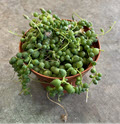 4" String of Pearls Green